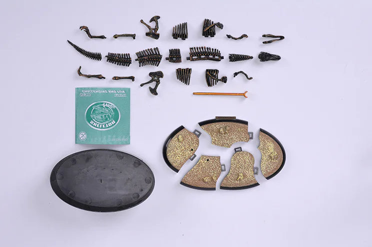4D Dinosaur Skeleton Model Toy - Realistic Fossil Model